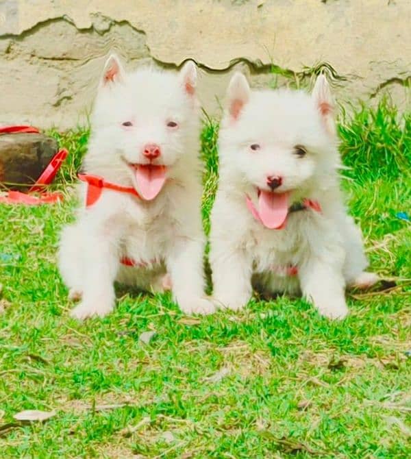 Pure Russian 2 Two Male Age 2 month for Sale All Pakistan Cargo 0