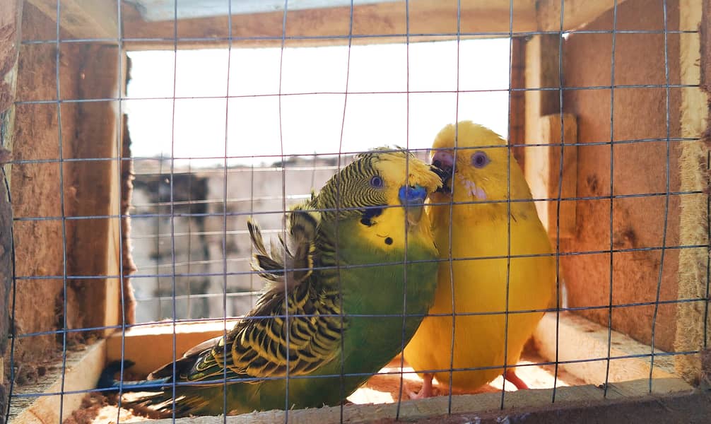 Hogoromo Male and Red eyes female Breeder pair 0