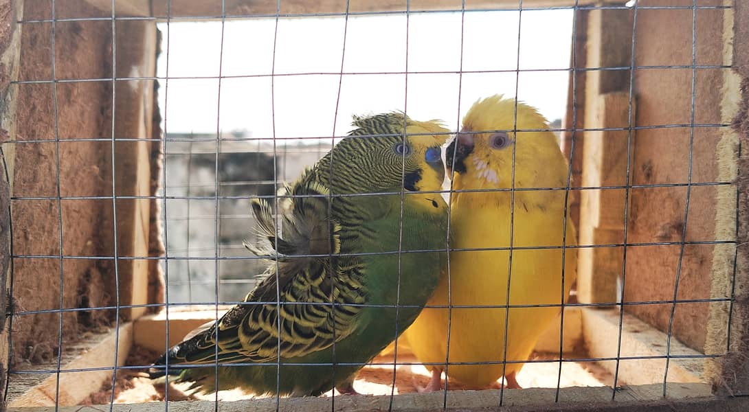 Hogoromo Male and Red eyes female Breeder pair 1