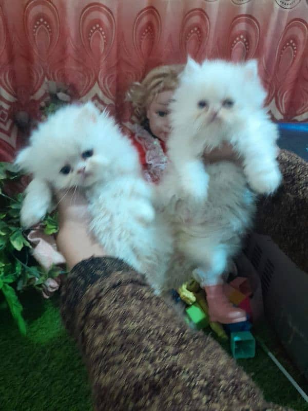 Persian kitten for urgent sale my WhatsApp number 0331 9289880 0