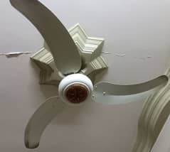 Fancy Fan for sale