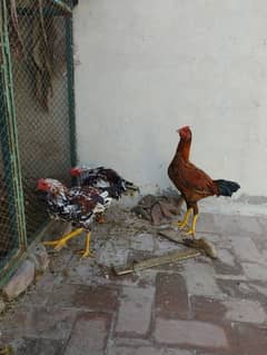 Aseel Nasli chickens