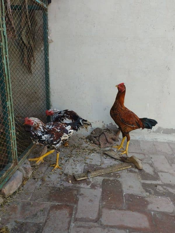 Aseel Nasli chickens 0