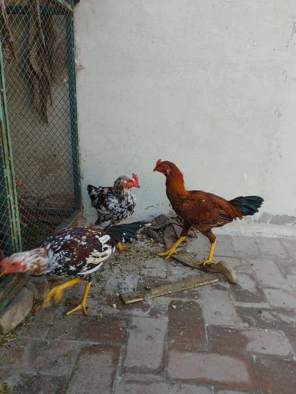 Aseel Nasli chickens 1