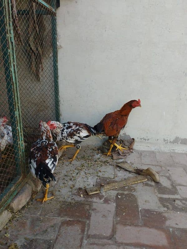 Aseel Nasli chickens 3