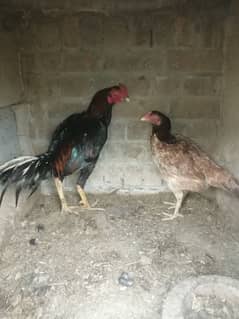 Thai X Mianwali Aseel Pair