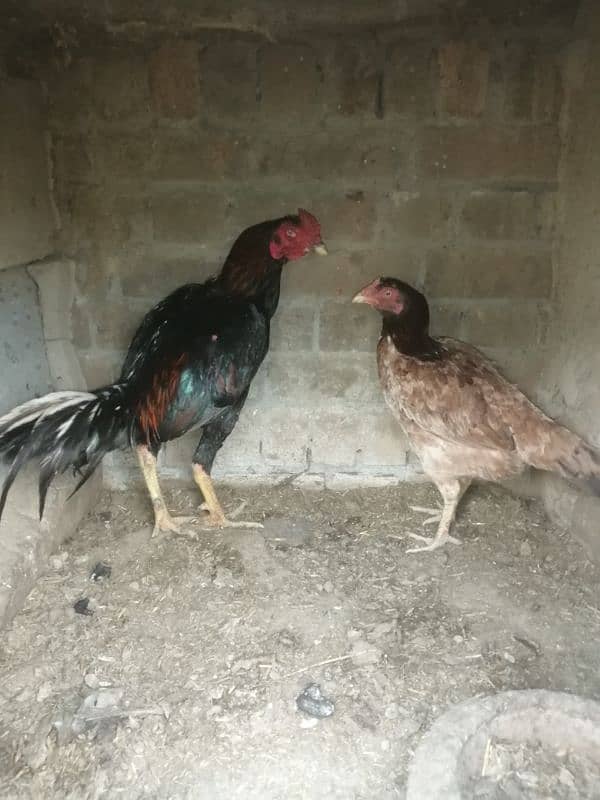 Thai X Mianwali Aseel Pair 0