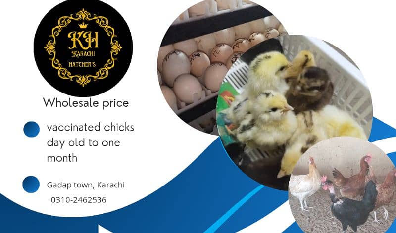 Golden misri chick's wholesale price 6