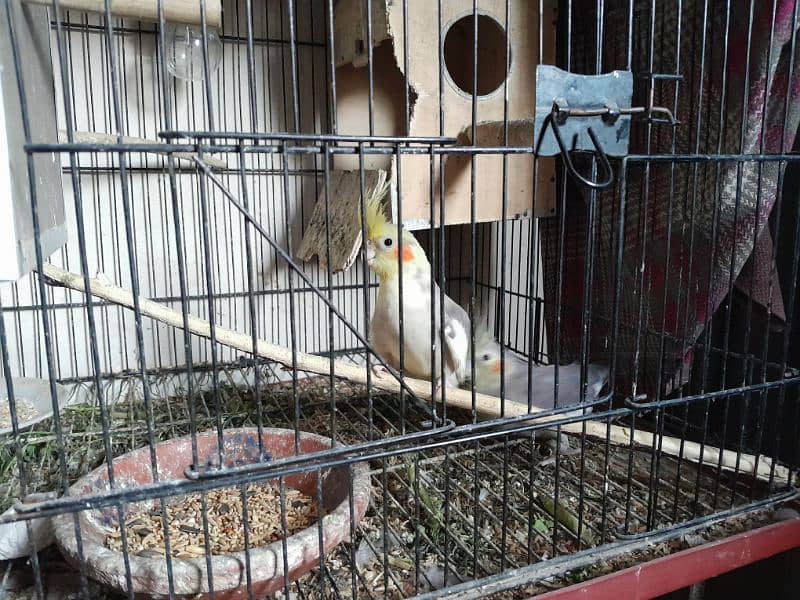 Healthy Cockatiels for Sale – Ideal for Bird Lovers! 2