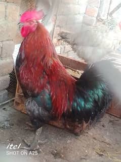 Healthy and breeder murgha for sale