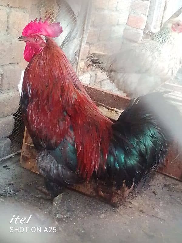 Healthy and breeder murgha for sale 1