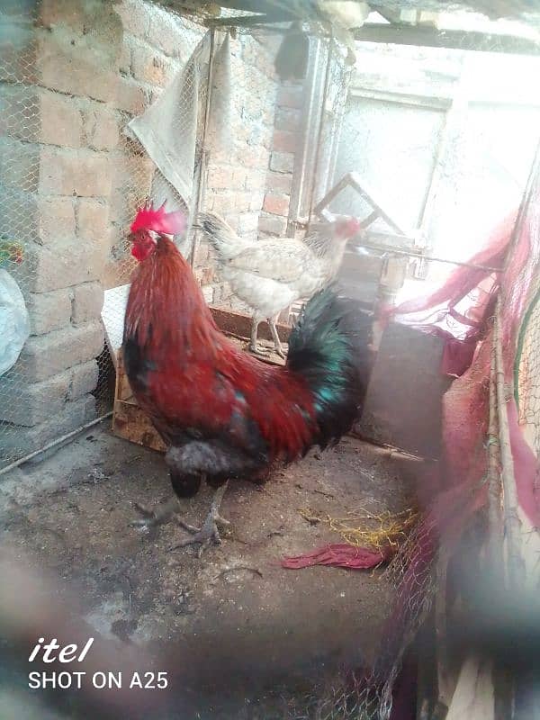 Healthy and breeder murgha for sale 2