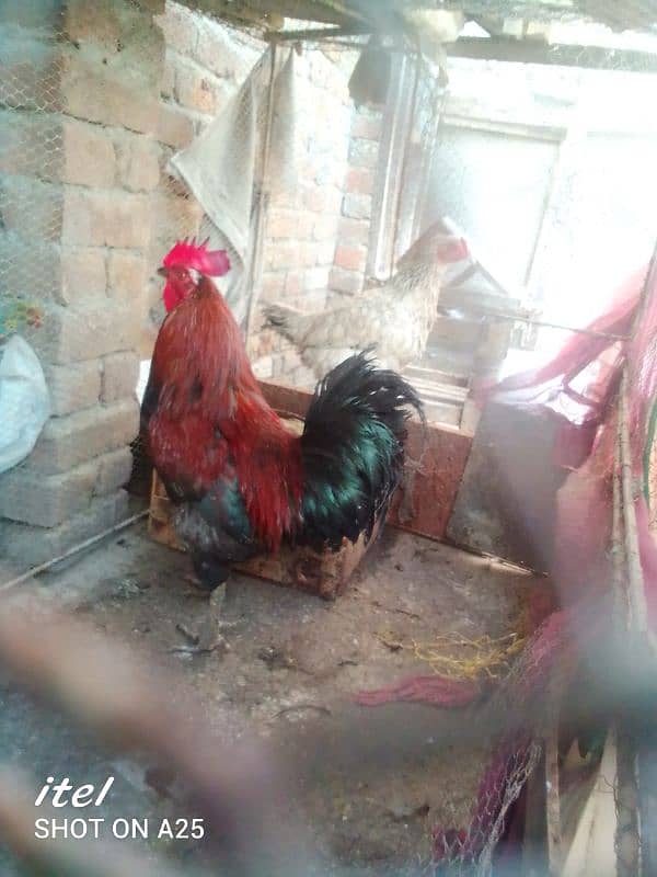 Healthy and breeder murgha for sale 3