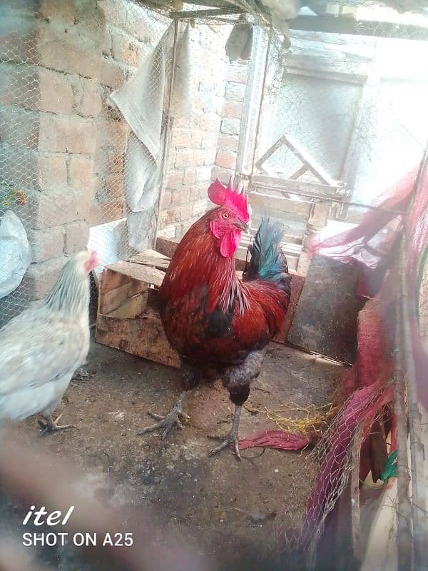 Healthy and breeder murgha for sale 4