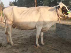 2sra sua ablakh cow