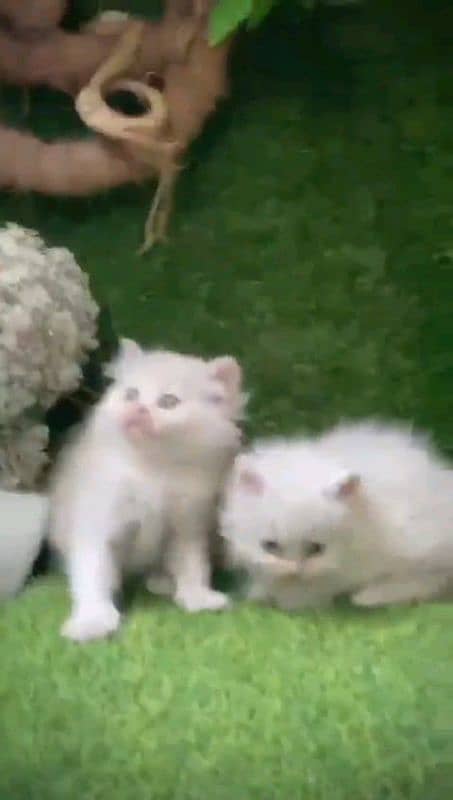 Persian kitten for urgent sale my WhatsApp number 0331 9289880 2