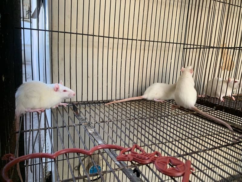 Albino mouse for sale 1