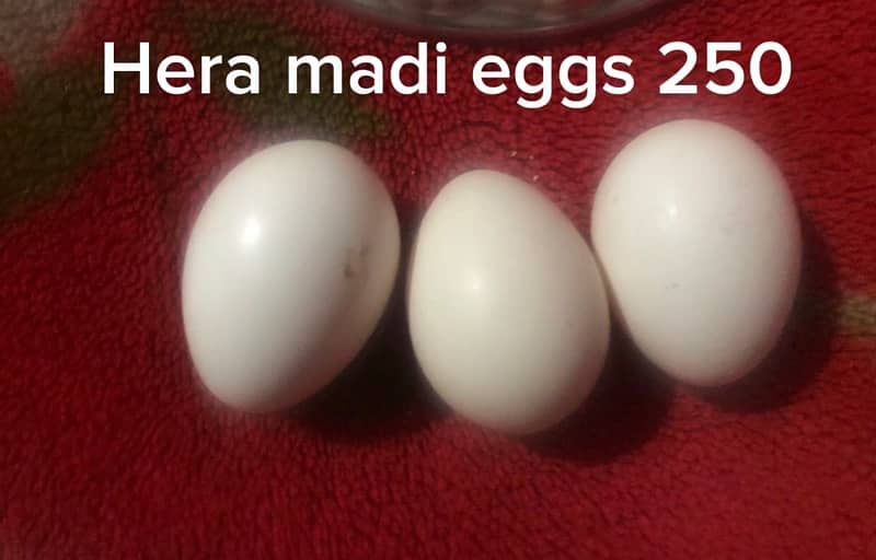 eggs ke granti ha // our mugra ko koie bamari nhi ha all okay ha 1