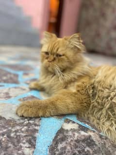 Persian male punch face and female cat for sell urgently