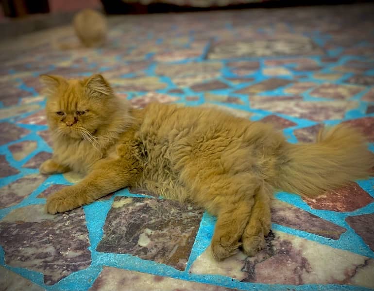 Persian male punch face and female cat for sell urgently 1