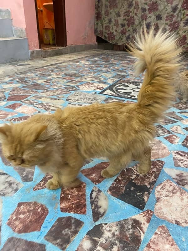 Persian male punch face and female cat for sell urgently 2