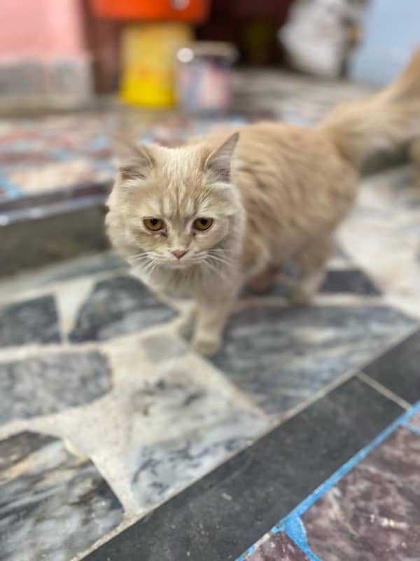 Persian male punch face and female cat for sell urgently 3