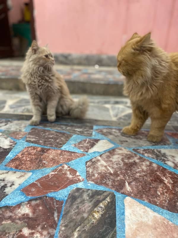 Persian male punch face and female cat for sell urgently 5