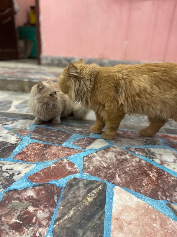 Persian male punch face and female cat for sell urgently 6