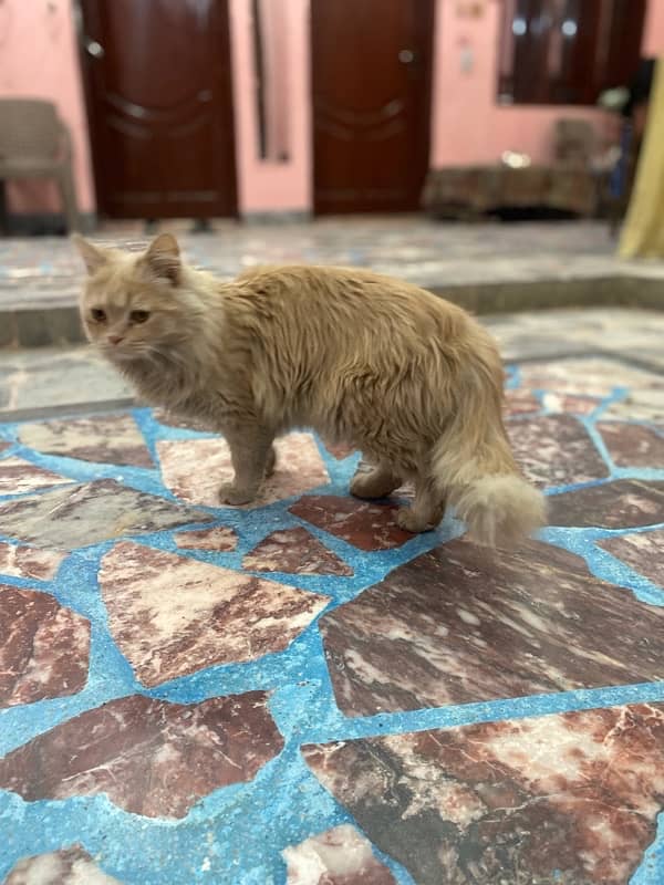 Persian male punch face and female cat for sell urgently 7