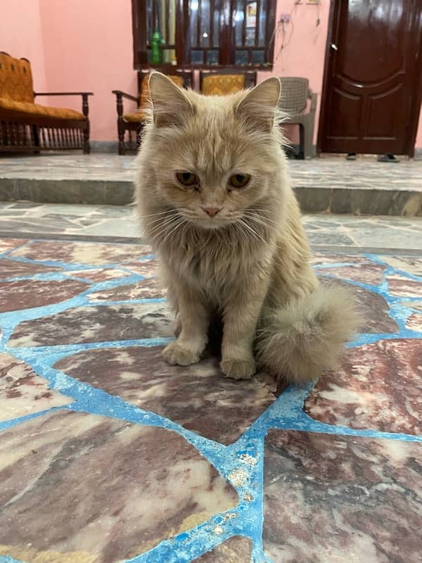 Persian male punch face and female cat for sell urgently 8