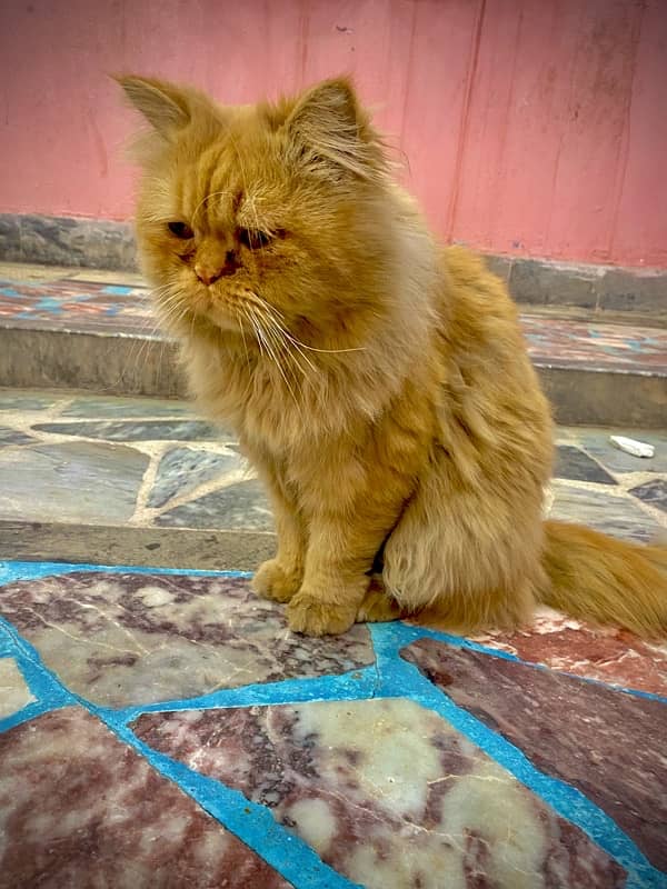 Persian male punch face and female cat for sell urgently 10