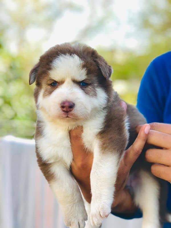 Siberian husky male and female available 0