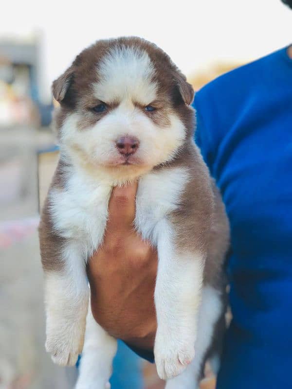 Siberian husky male and female available 1