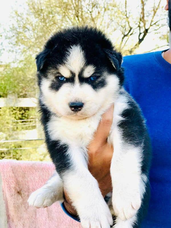 Siberian husky male and female available 2