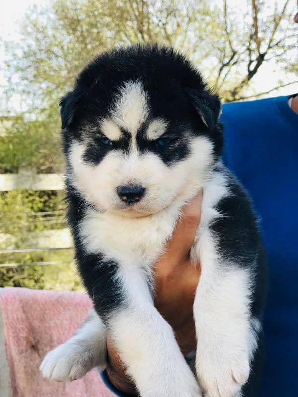 Siberian husky male and female available 3