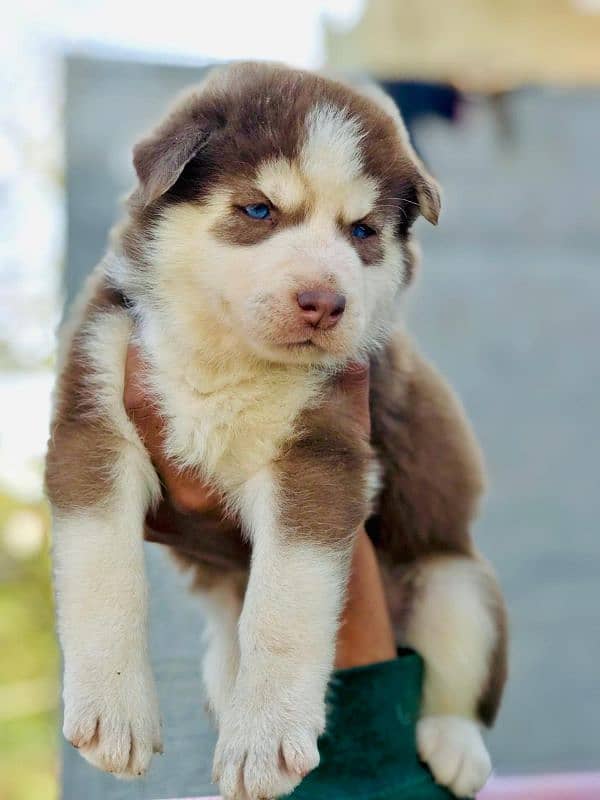 Siberian husky male and female available 4