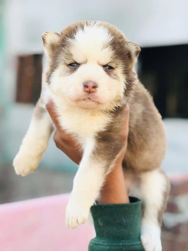 Siberian husky male and female available 5