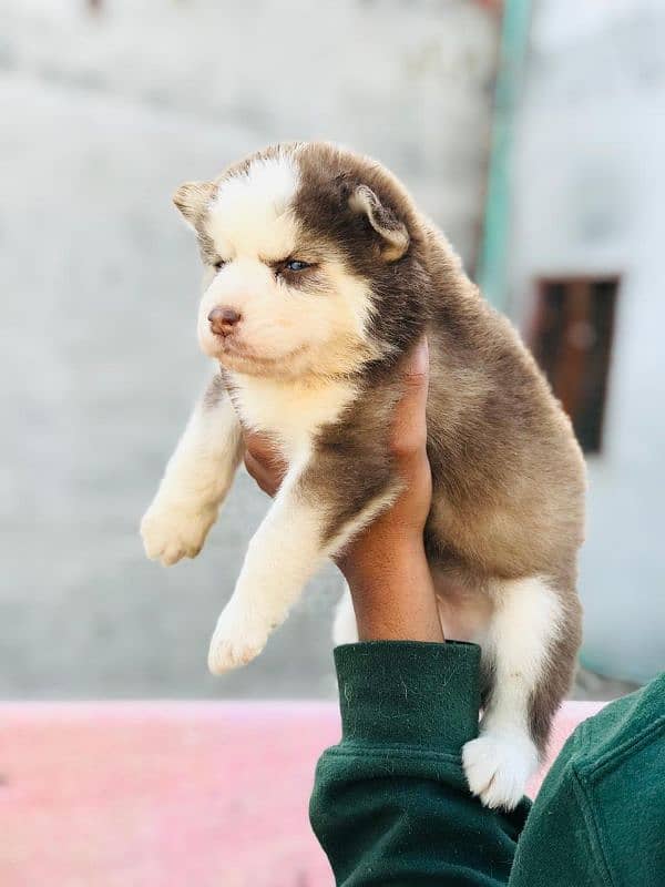 Siberian husky male and female available 6