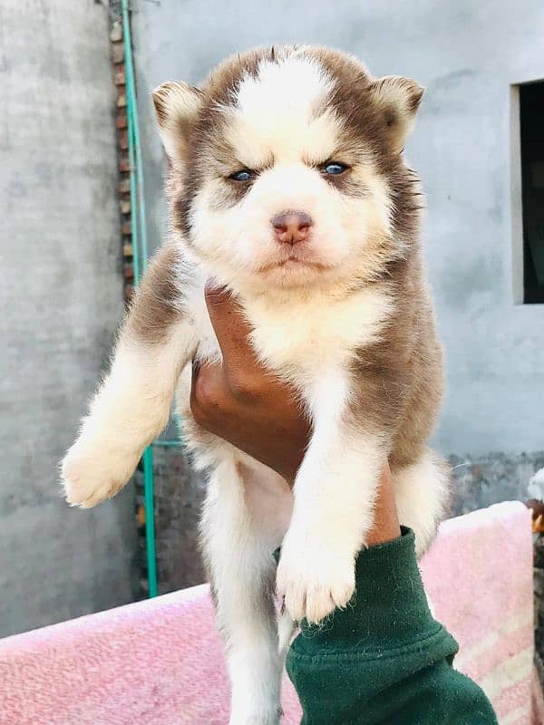 Siberian husky male and female available 7