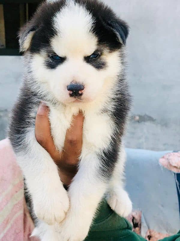 Siberian husky male and female available 9