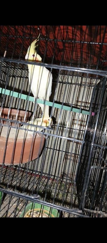 Ringneck and cream cocktail breeder pair 5