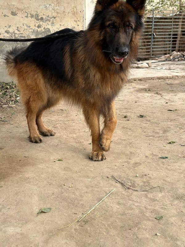 Fully long coat German Shepherd high quality male 0