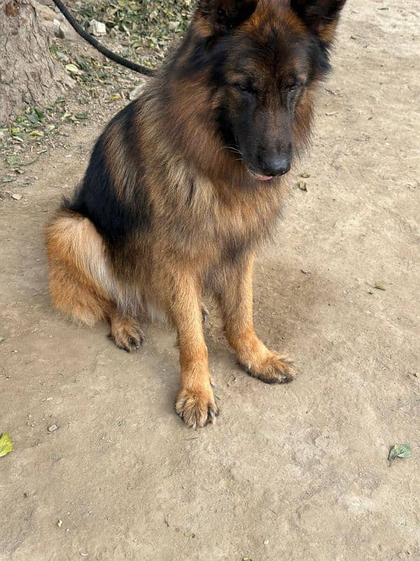 Fully long coat German Shepherd high quality male 1