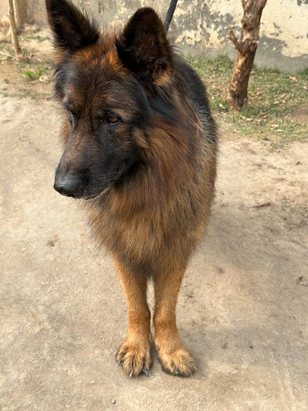 Fully long coat German Shepherd high quality male 2