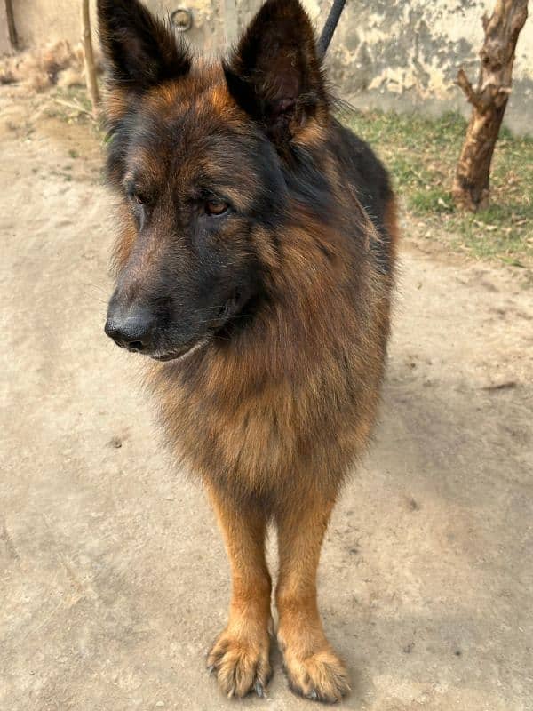 Fully long coat German Shepherd high quality male 3