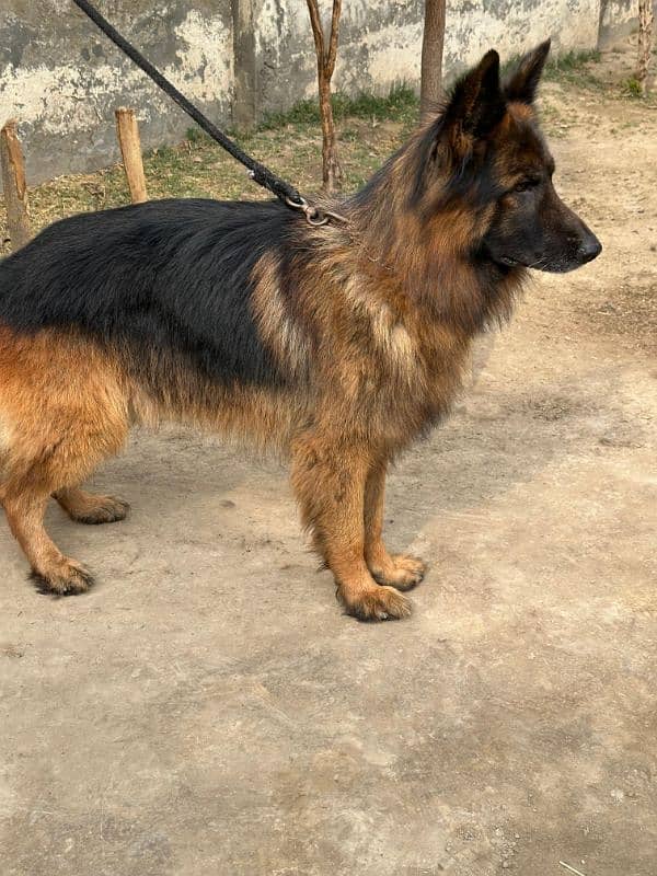 Fully long coat German Shepherd high quality male 4