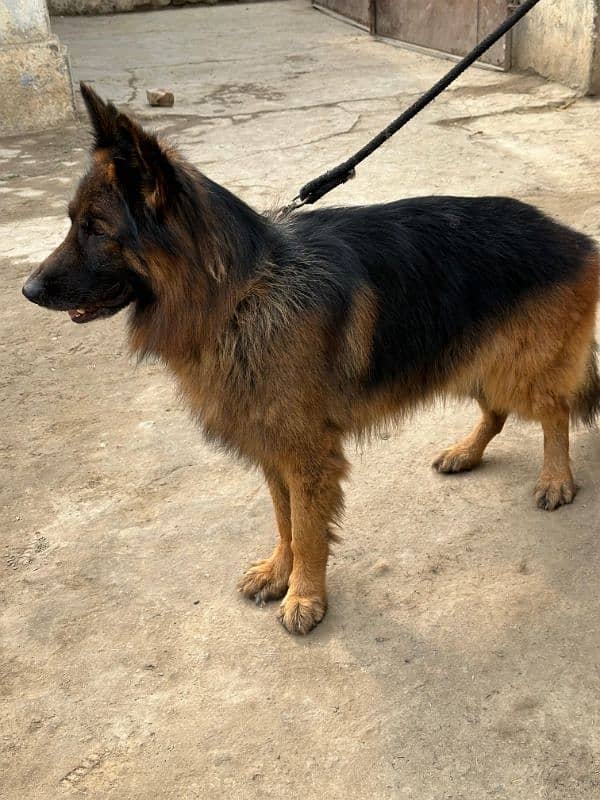 Fully long coat German Shepherd high quality male 5