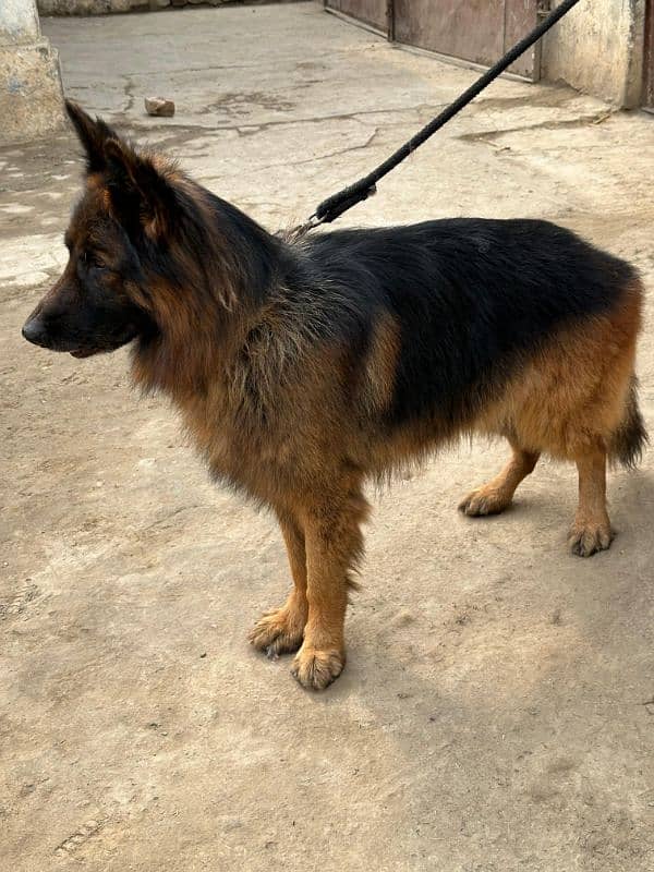 Fully long coat German Shepherd high quality male 6