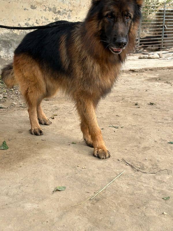 Fully long coat German Shepherd high quality male 7