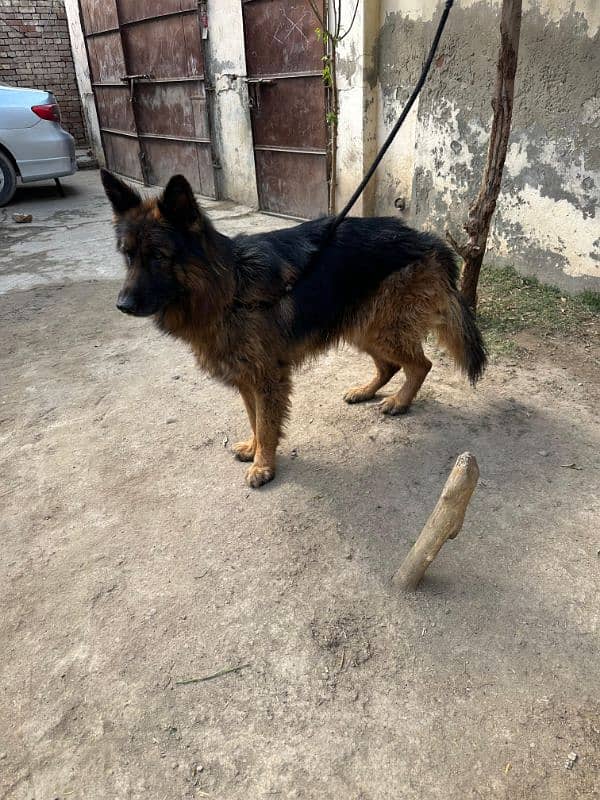 Fully long coat German Shepherd high quality male 8